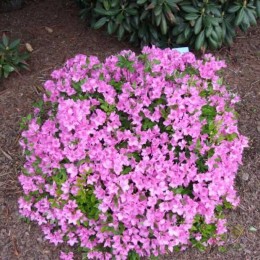 Рододендрон пукханьский