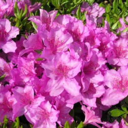 Рододендрон пукханьский