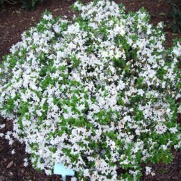 Рододендрон курумский Гейша Вайс / Хисако