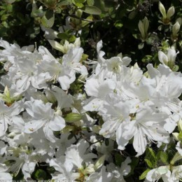 Рододендрон курумский Гейша Вайс / Хисако