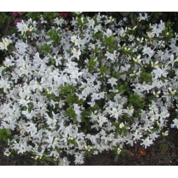 Рододендрон курумский Гейша Вайс / Хисако