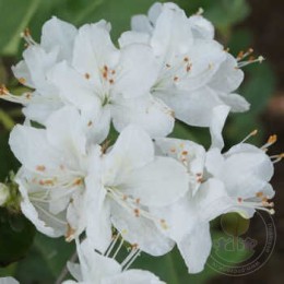 Рододендрон курумский Гейша Вайс / Хисако