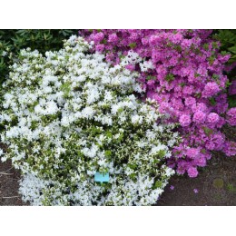 Рододендрон курумский Гейша Вайс / Хисако