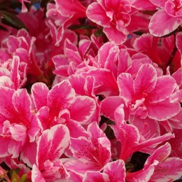 Рододендрон тупой Пинк Поэтри