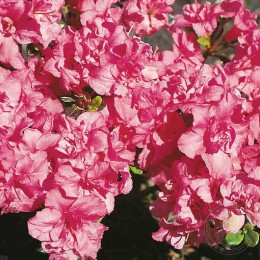 Рододендрон тупой Рококо
