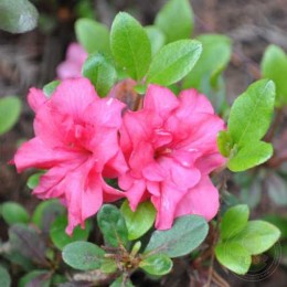 Рододендрон тупой Рококо