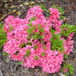 Рододендрон тупой Рококо