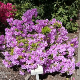 Рододендрон тупой Элси Ли Компакт