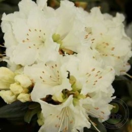 Рододендрон лапландский Крим Крест