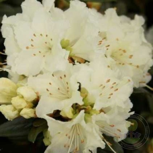 Рододендрон лапландский Крим Крест