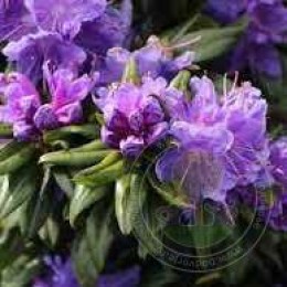 Рододендрон краснеющий Блауфедер