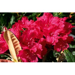 Рододендрон Смирнова Вайнлезе