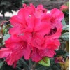 Рододендрон Смирнова Вайнлезе