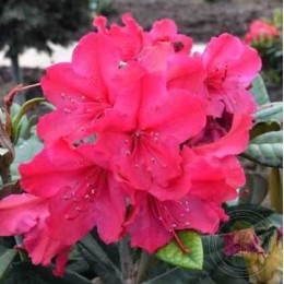 Рододендрон Смирнова Вайнлезе