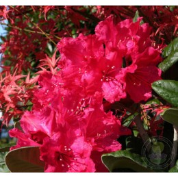 Рододендрон Смирнова Вайнлезе