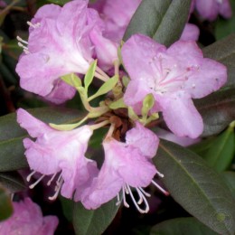 Рододендрон каролинский П.Ж.М. Элит