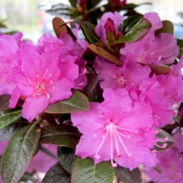 Рододендрон каролинский П.Ж.М. Элит
