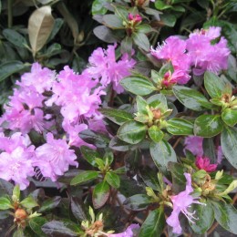 Рододендрон каролинский П.Ж.М. Элит