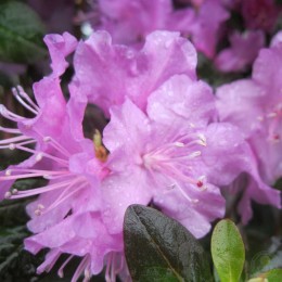 Рододендрон каролинский П.Ж.М. Элит