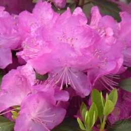 Рододендрон каролинский П.Ж.М. Элит
