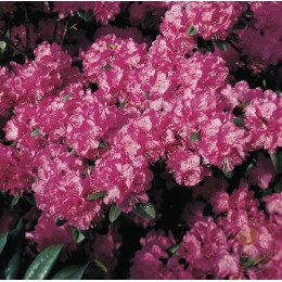 Рододендрон каролинский П.Ж.М. Элит