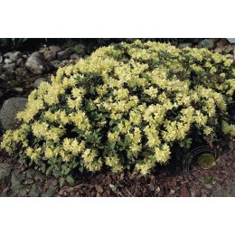 Рододендрон Хенса Принцесса Анна