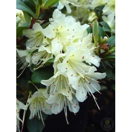 Рододендрон Хенса Принцесса Анна