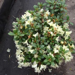 Рододендрон Хенса Принцесса Анна