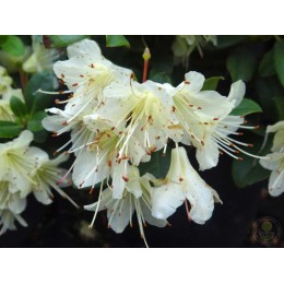 Рододендрон Хенса Принцесса Анна