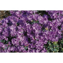 Рододендрон плотный Блюмерия