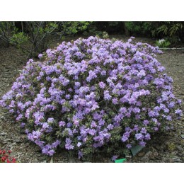 Рододендрон плотный гибридный