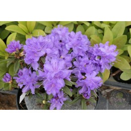 Рододендрон плотный Луизелла