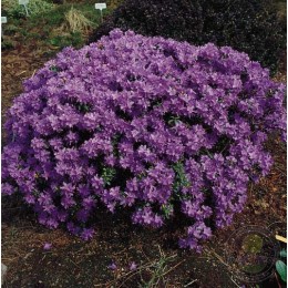 Рододендрон плотный Луизелла