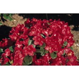 Рододендрон стелющийся Роткепхен