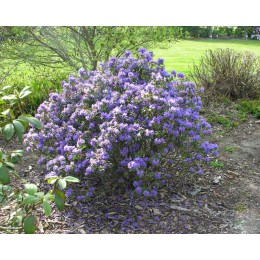 Рододендрон плотный Гриштеде