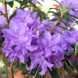 Рододендрон плотный Гриштеде