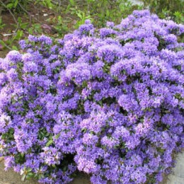 Рододендрон плотный Гриштеде