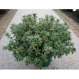 Рододендрон краснеющий Пёрпл Пиллоу