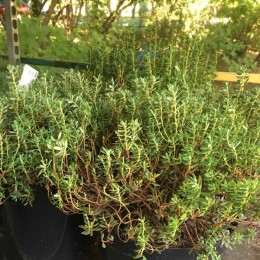 Рододендрон плотный