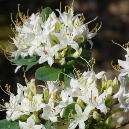 Рододендрон атлантический Сноу Бёрд