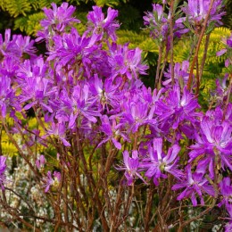 Рододендрон канадский Рубрум