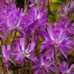 Рододендрон канадский Рубрум