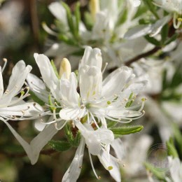 Рододендрон канадский Уайт / Албум