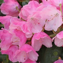 Рододендрон Вильямса Андреа