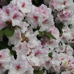 Рододендрон Вильямса Пушкин