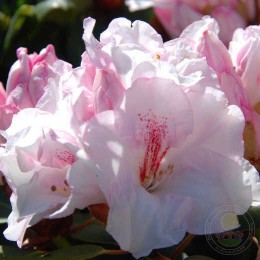 Рододендрон Вильямса Пушкин