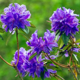 Рододендрон краснеющий Глетшернахт