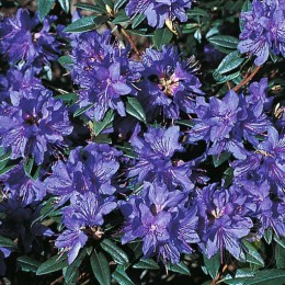 Рододендрон краснеющий Глетшернахт