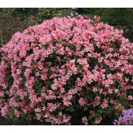 Рододендрон Кейске Ви Би