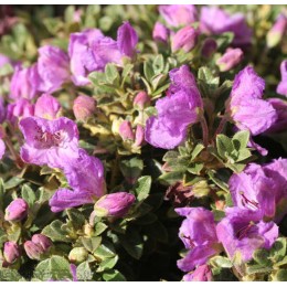 Рододендрон ковровидный Радистротум